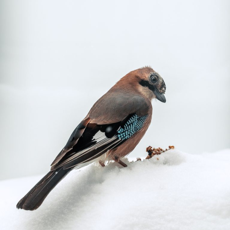 Tygodnik Damiana – 9 grudnia